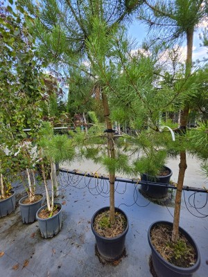 Afbeelding Waldkiefer Hochstamm - Pinus sylvestris