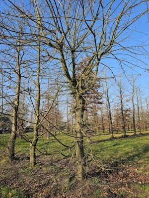 Afbeelding Veldesdoorn - Acer campestre
