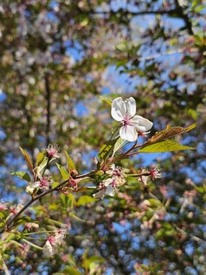 Afbeelding Sierkers - Prunus 'The Bride'