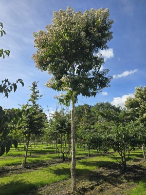 Afbeelding Zevenzonenboom - Heptacodium miconioides
