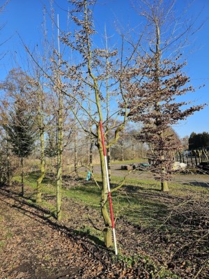 Afbeelding Kletter- oder Kraxelbaum für die Kleinen - Carpinus betulus