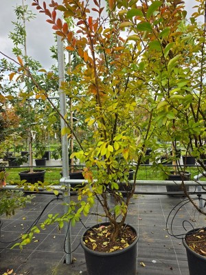 Afbeelding roodpaarse indische sering - Lagerstroemia indica 'Benoit'