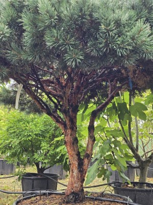 Afbeelding Zwerg-Kiefer - Pinus sylvestris 'Watereri'
