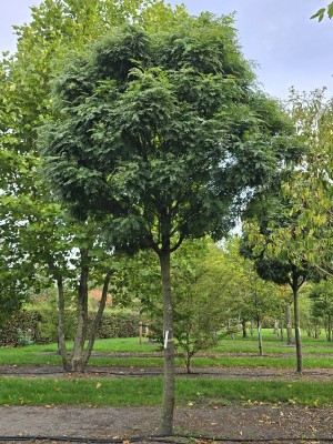 Afbeelding Falscher Christusdorn, Kugelform - Gleditsia triacanthos ‘Elegantissima’