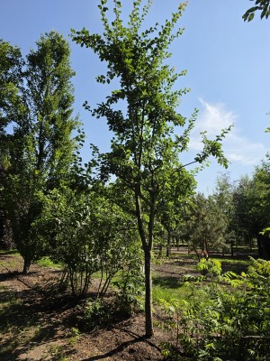Afbeelding Pflaumenbaum mit leckeren blauen Pflaumen - Prunus domestica d' Althan