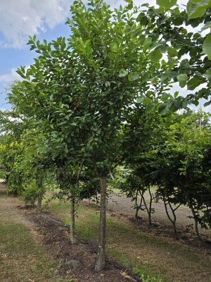 Afbeelding Zierkirsche mit weißen Blüten - Prunus avium