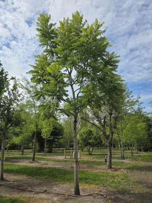 Afbeelding Zwarte noot - Juglans Nigra