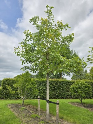 Afbeelding Walnussbaum - Juglans regia 'Buccaneer'