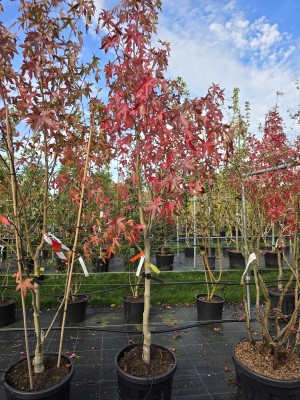 Afbeelding Amberboom - Liquidambar styraciflua 'Worplesdon'