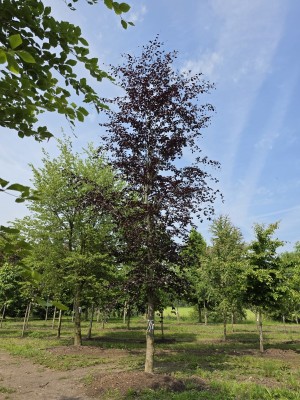 Afbeelding Rode beuk met dieprood blad - Fagus sylvatica 'Riversii'