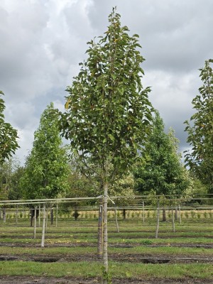 Afbeelding Magnolia Heaven Scent - Magnolia 'Heaven Scent'