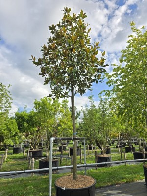 Afbeelding Magnolia grandiflora 'Galissonnière' - Magnolia grandiflora 'Galissonnière'