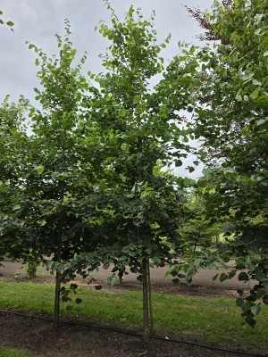 Afbeelding Krimlinde - Tilia x europaea 'Euchlora'