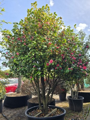 Afbeelding Camellia japonica - Camellia japonica