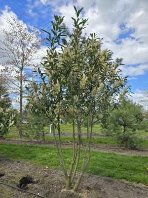 Afbeelding Laurierkers 'Caucasica' - Prunus laur. Caucasica
