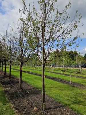 Afbeelding Tibetkers - Prunus serrula