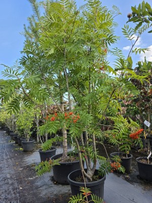 Afbeelding Lijsterbes 'Dodong' - Sorbus 'Dodong'