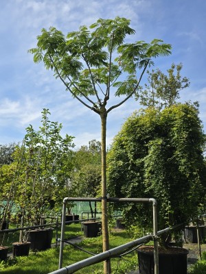 Afbeelding Persischer Schlafbaum 'Ombrella' - Albizia julibrissin 'Ombrella'