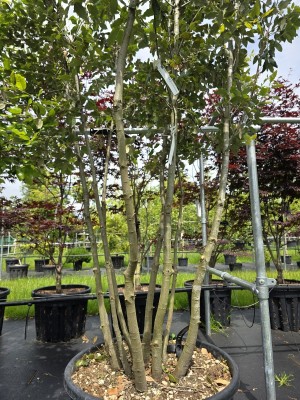 Afbeelding Steeneik - Quercus ilex