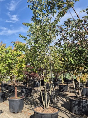 Afbeelding Persisches Eisenholz - Parrotia persica
