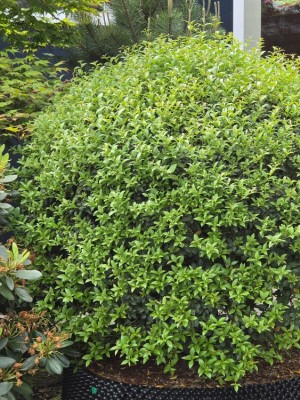 Afbeelding Schijnhulst in bolvorm - Osmanthus x Burkwoodii