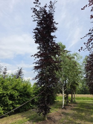 Afbeelding Rode beuk - Fagus sylvatica 'Atropunicea'