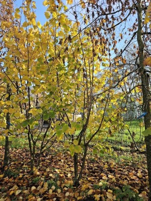 Afbeelding Grootbladige hazelaar - Corylus Avellana 'Aurea'