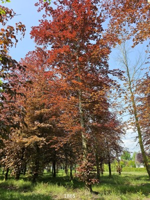 Afbeelding Rode beuk - Fagus sylvatica 'Atropunicea'