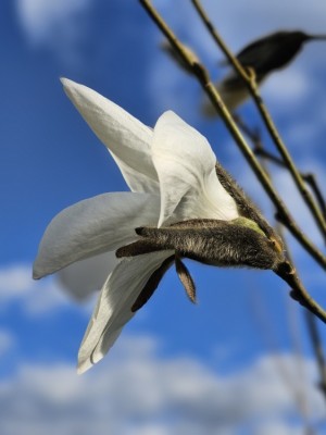 Afbeelding Magnolia 'Wada's Memory' - Magnolia 'Wada's Memory'