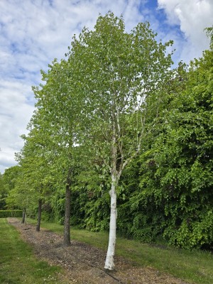 Afbeelding Himalayaberk - Betula utilis 'Doorenbos'