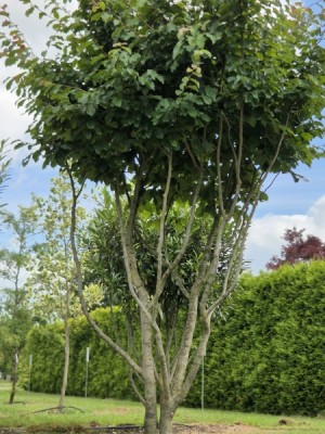 Afbeelding Perzisch IJzerhout - Parrotia persica