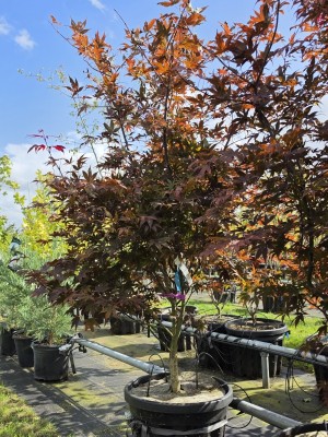 Afbeelding Japanischer Ahorn - Acer palmatum 'Bloodgood'