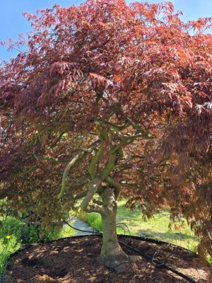 Afbeelding Japanischer Ahorn - Acer palmatum 'Garnet'