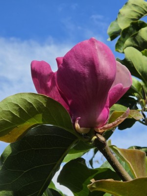 Afbeelding Magnolia met purperkleurige bloei - Magnolia 'Lennei'