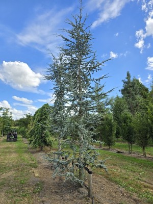 Afbeelding Blauwe ceder - Cedrus libani 'Glauca'