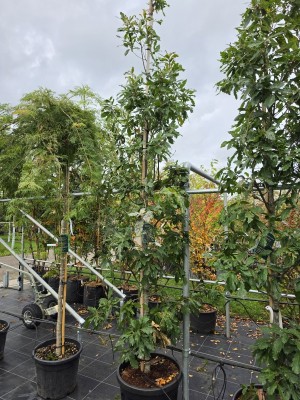 Afbeelding Halbimmergrüne Säuleneiche - Quercus x turneri 'Pseudoturneri'