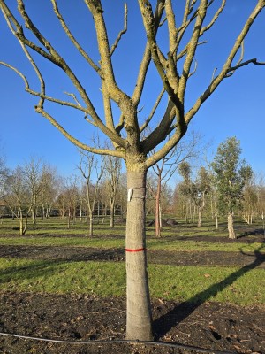 Afbeelding Vleugelnoot - Pterocarya fraxinifolia