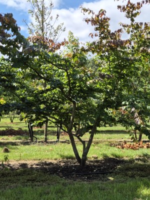Afbeelding Perzisch IJzerhout - Parrotia persica
