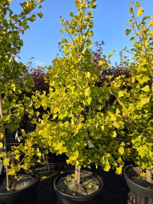 Afbeelding zuilvormige Ginkgo - Ginkgo biloba fastigiata 'Blagon'