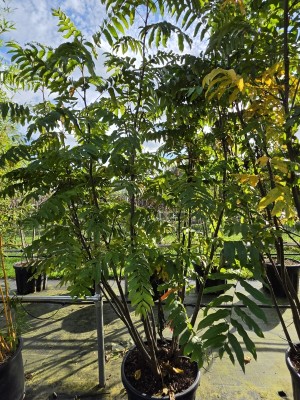 Afbeelding vleugelnoot - Pterocarya Fraxinifolia