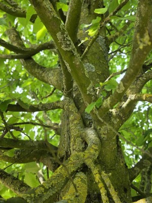 Afbeelding Haagbeuk - Carpinus betulus 'Fastigiata' (Frans Fontaine)