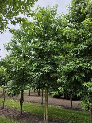 Afbeelding Amberboom - Liquidambar styraciflua