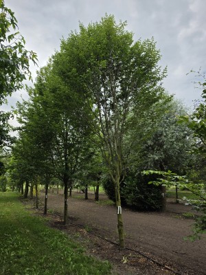 Afbeelding Zuilvormige haagbeuken op stam - Carpinus betulus 'Frans Fontaine'   (Fastigiata)