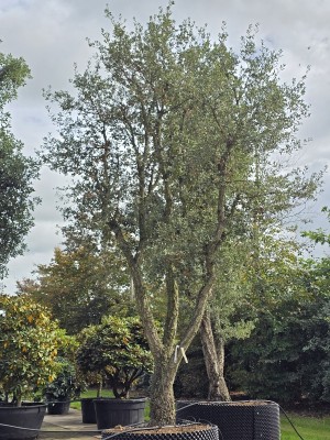 Afbeelding Korkeiche - Quercus Suber