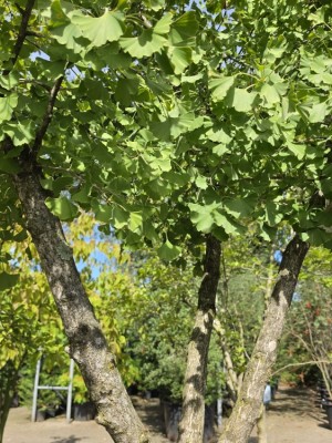 Afbeelding Ginkgo met meerstammige kroon op een onderstam - Ginkgo biloba