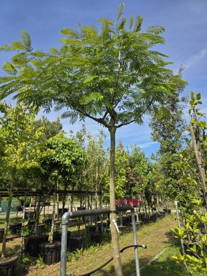 Afbeelding Persischer Schlafbaum 'Ombrella' - Albizia julibrissin 'Ombrella'