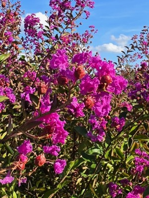 Afbeelding roodpaarse indische sering - Lagerstroemia indica 'Benoit'