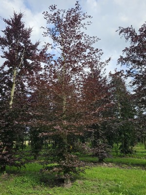 Afbeelding Rode beuk - Fagus sylvatica 'Atropunicea'