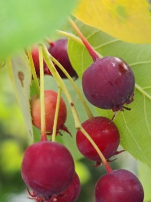 Afbeelding Felsenbirne - Amelanchier lamarckii