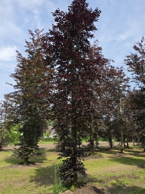 Afbeelding Rode beuk - Fagus sylvatica 'Atropunicea'
